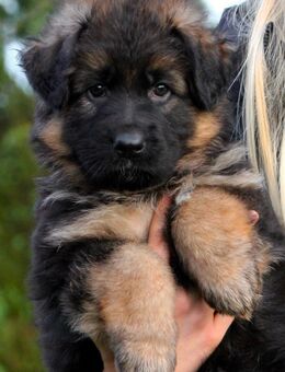 Deutsche Schäferhundwelpen Langhaar - Olfen