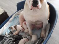 American Bulldog Welpen 3 Jungs und 1 Mädchen - Aschersleben