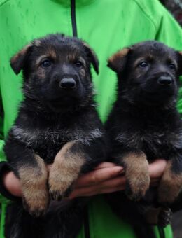 Dt. Schäferhundwelpen aus 100% DDR-Blutlinien mit roten SV/VDH Papieren. - Dresden