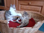 Kätzchen /Katzenbabys / Kitten - München Pasing-Obermenzing