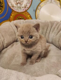 Kitten BKH Baby reinrassig - Augsburg