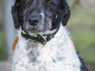 Pöttyös trauert um ihren Besitzer - Puchheim