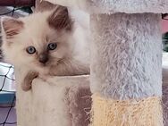 Heilige Birma Kitten, männlich, lilac - Würzburg
