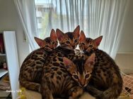 Bengal kitten - Geldern