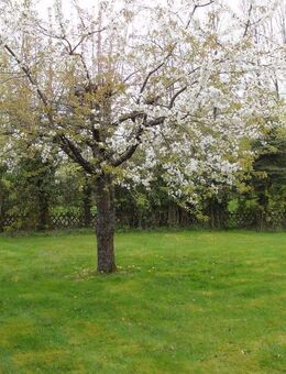 Idyllisches Einfamilienhaus mit großen Grundstück - Norken