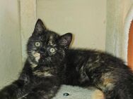 BKH katze(weiblich) - Gelsenkirchen Schalke-Nord
