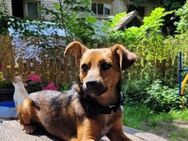 🐾Hafsa🐾 - Sindelfingen