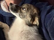 Valeria, bezaubernde, kleine Junghündin sucht ihr Zuhause - Albersdorf (Schleswig-Holstein)