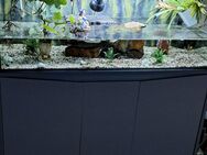 Aquarium komplett mit Moschusschildkröten!! - Stolberg (Rheinland, Kupferstadt)