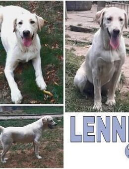 LENNI -rundum toller Junghund- - Duisburg
