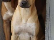 Sandro, Notfall im Canile - Bad Vilbel