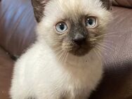Letztes reinrassiges Chocolate-Point Siamkätzchen Siam Siamese Siamesischer Kitten - Frankfurt (Main) Zeilsheim