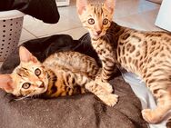 3 Bengalkitten suchen ein schönes zu Hause - Chemnitz