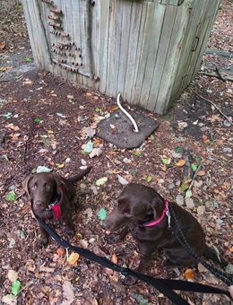 Labrador Hündin aus eig. Zucht 21 Wochen - Raddestorf