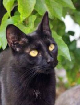 Sampfte Emily sucht ihr Zuhause! - Walluf