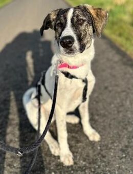 London - Katzenfreundin wartet in 41812 - Mettmann