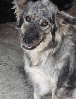 Simba - will vertrauen - Dreikirchen