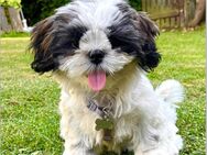 Welpe Shih-Tzu mit vollständiger Hundeausstattung in liebevolle Hände abzugeben - Neuss