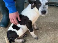 Rina - Im Tierheim Kelkheim - - Bad Vilbel