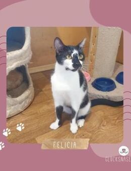 Katze Felicia wartet auf Post - Lalendorf