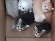 Maine Coon / Perser Mix Katzenbabys, Babykatzen, Katzenkinder, Kitten - Berlin Steglitz-Zehlendorf