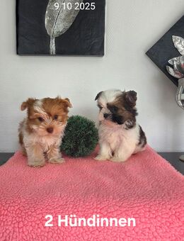 Yorkshire Terrier in Tollen Farben - Simbach