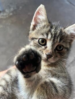 Katze Kater kitten Kätzchen - Britz