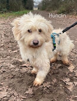 Tommy & Missi – zwei liebe Geschwister suchen ein Zuhause - Angern