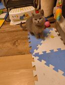 Süße BKH Katzen Babys in 38381