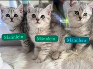 Unsere wundervollen Kitten - Berlin