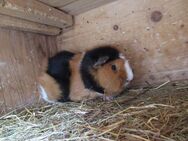Meerschweinchen Papa mit Sohn - München
