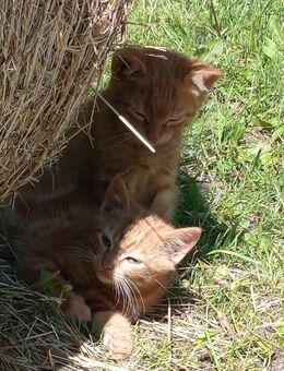 Kitten aus Glückskatze und Maincoon - Lilienthal