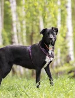 Ruhige Nora sucht liebevolles Zuhause - Duisburg