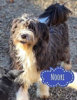 Noori sehnt sich nach einer Familie - Flörsheim-Dalsheim