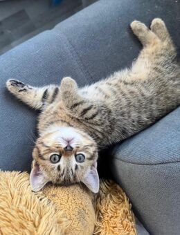 Reinrassige Britisch Kurzhaar (BKH) Kitten abzugeben – geboren am 02.04.2025 - Berlin Charlottenburg-Wilmersdorf