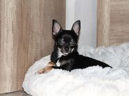 Chihuahua Bub Frodo sucht sein Traum Zuhause - Werne