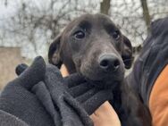 Dackel Mix, Rüde, 1 Jahr - Kappeln (Schleswig-Holstein)