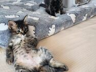 Süße Katzenschwestern Suki und Sakura - Karlsruhe
