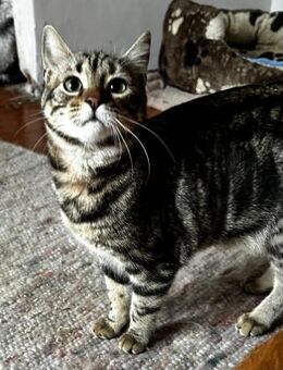 Momo - Ein Traum Kätzchen - Bergkirchen