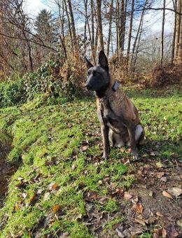 DAFNE, w., kastr., Malinois, 65 cm - Sipplingen