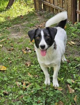 Süße Sissi möchte endlich ausreisen! - Nürnberg
