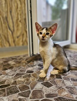 Abessinier Kitten Edel mix Abgabebereit - Witten