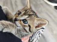 Bengal-Mix Kitten Kater - Grevenbroich