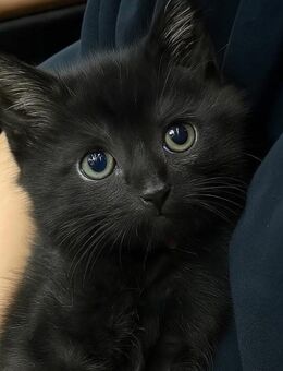 Main coon mix Katzenbabys schwarz in Ulm - Ulm