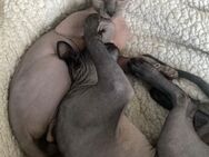 Zwei herzhafte Sphynx Katzen - Krefeld