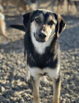 Nicole sucht Zweibeiner mit Herz - Celle