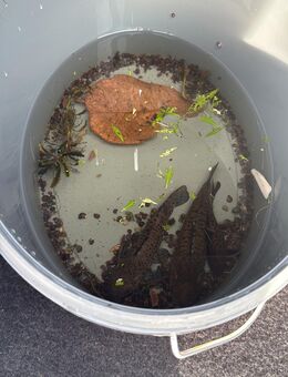 Schwielenwelse - Ruhland Zentrum