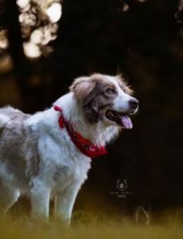 Rey sucht dringend ein neues Zuhause! - München