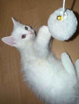 BKH kater. - Siegen (Universitätsstadt)