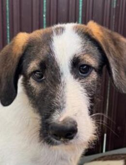 FABI - kleiner Kerl sucht seine Menschen - Velbert